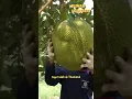 Download Lagu Begini Panen Buah Nangka di Thailand