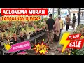 Lagu Aglonema Murah Langganan Bunda²‼️ Tinggal Lanjutin Ngerawat ~ 25