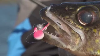 Drop Tg Tungsten Jig by Clam Pro Tackle