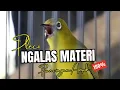 Download Lagu Pancingan Pleci Ngalas Materi Full Buka Paruh