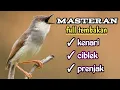 Download Lagu TEMBAKAN PEDES KENARI, CIBLEK DAN PRENJAK COCOK BUAT MASTERAN BURUNG ANDA || KICAU MANIA