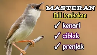 Download TEMBAKAN PEDES KENARI, CIBLEK DAN PRENJAK COCOK BUAT MASTERAN BURUNG ANDA || KICAU MANIA MP3