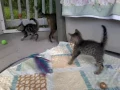 of adoptable pet named The Ragdoll Kittens