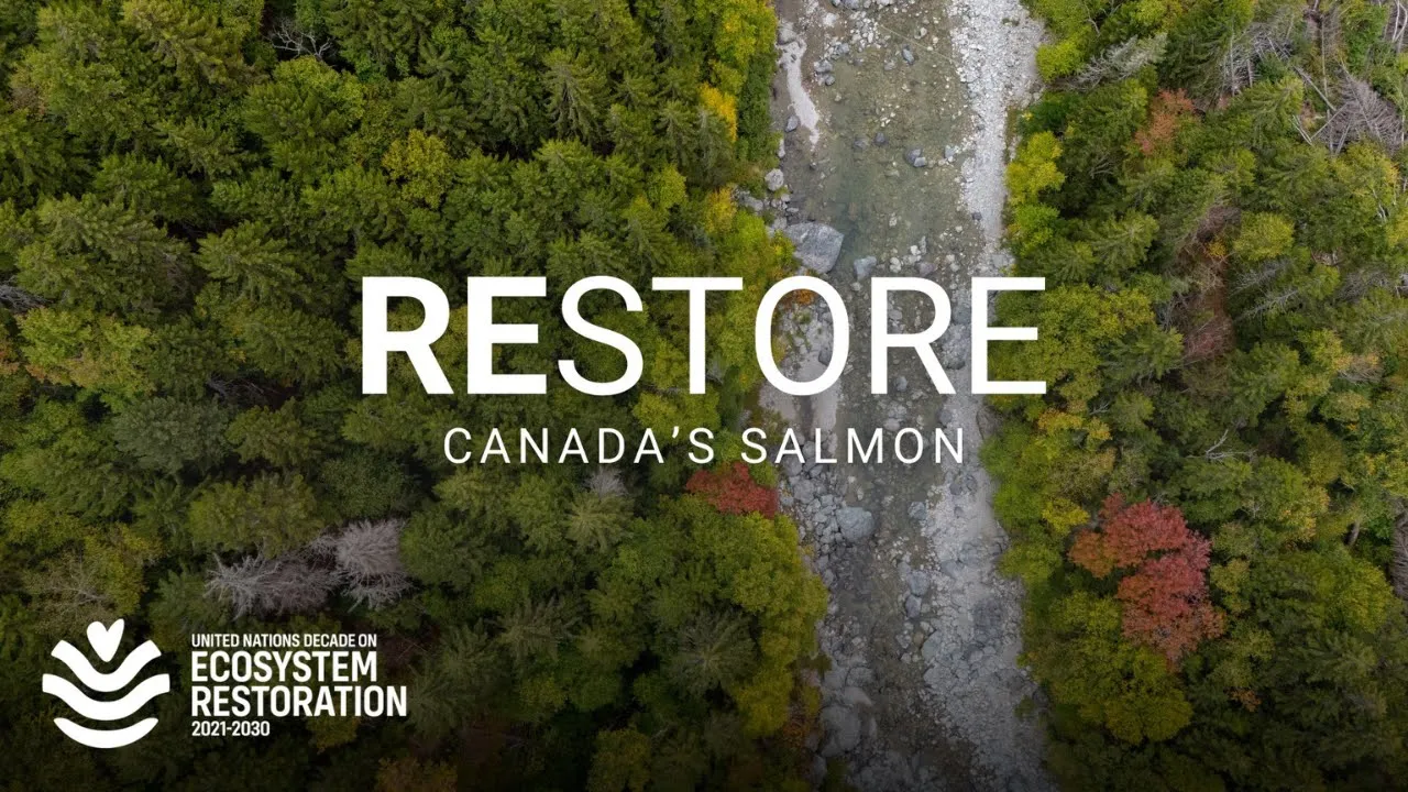 How Canada boosted its wild salmon numbers