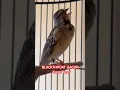 Download Lagu BLACKTHROAT GACOR TANPA TERRR #birds #masteranjernih #kicaumania