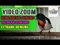 Download Lagu Burung Kemade Gunung Suara tembus dan tajam
