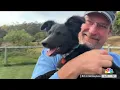NBC Bay Area Adoption Update for Puppy Among 16 Found in Livermore Walmart Parking Lot