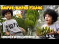 Download Lagu Lagu Ampar-Ampar Pisang | Lagu Anak Daerah Sepanjang Masa Hits Dan Populer