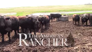 American Simmental Association The American Rancher