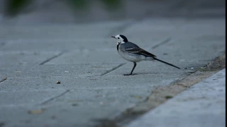               طائر أبو الفصاد دندنها