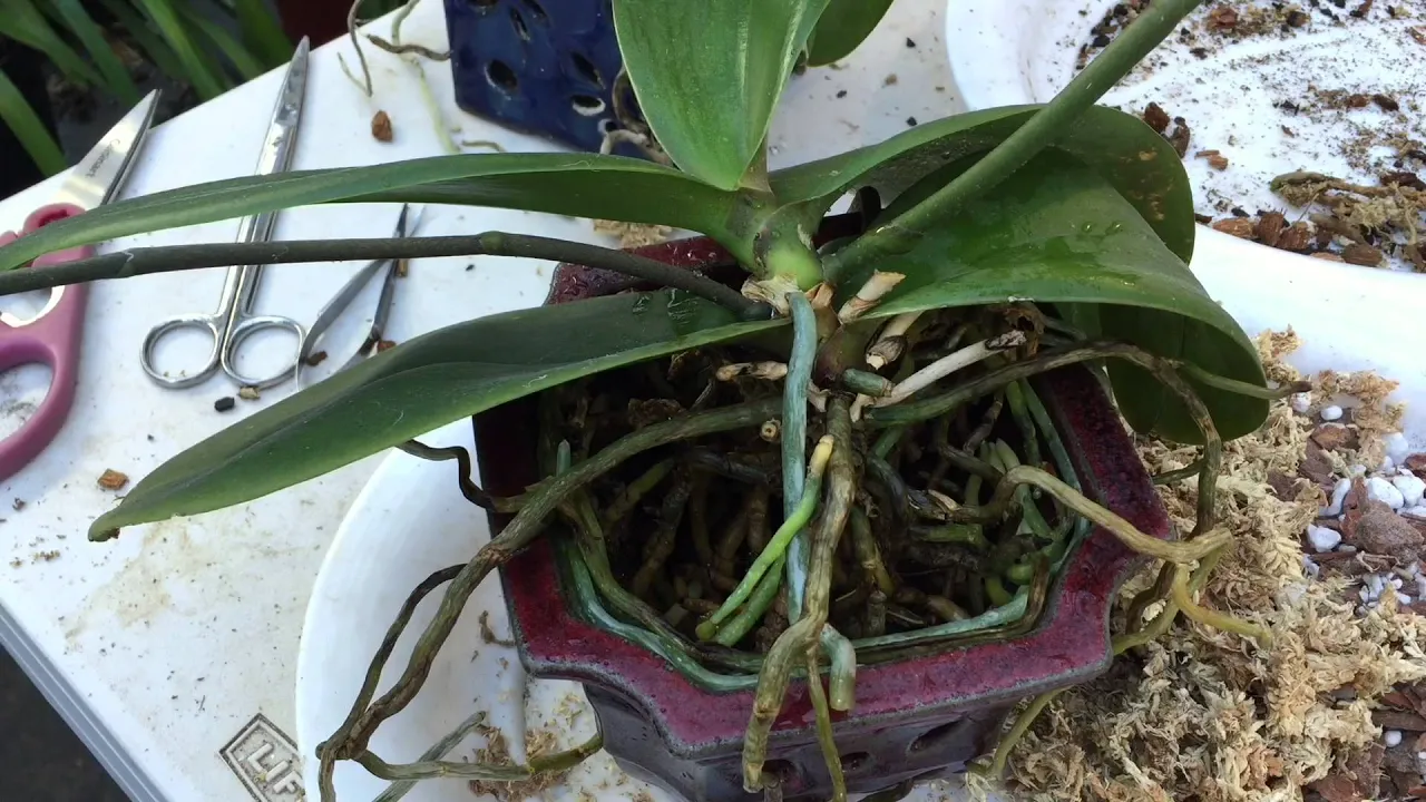 HELP! ORCHID STUCK IN THE POT: HOW TO REPOT PHALAENOPSIS ORCHID WITH TO MANY ROOTS (WITH BLOOPERS)