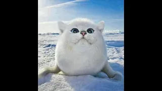  ng x em number one slowed u0026 revert 