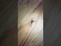 Huge Brown Recluse Spider