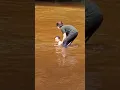 Download Lagu mandi di Sungai Bening, sesuai namanya sungainya bening sejuk dan segar