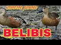 Download Lagu Suara pikat burung Belibis rawa