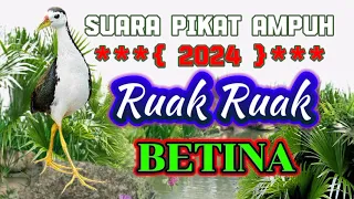 Download SUARA PIKAT RUAK RUAK BETINA AMPUH MP3