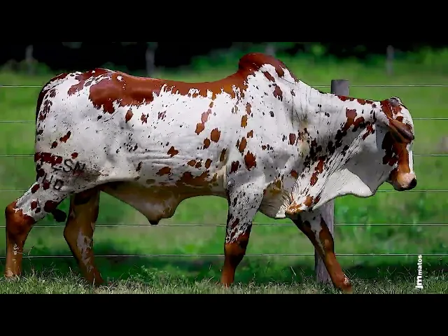 Touro Nelore FESN - 110