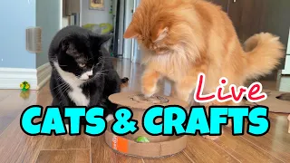 Making DIY Cat Toys - Live Stream horizontal