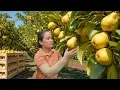 Lagu Harvesting Over 1000 Colorful Pears and Selling Them At The Market, Pet Care