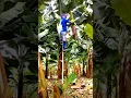 Download Lagu Banana Bagging Techniques #satisfying #shortsvideo