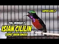 Download Lagu MASTERAN KOLIBRI NINJA GACOR FULL TONJOLAN CILILIN MEWAH INI, COCOK BUAT TERAPI KONIN NEMBAK ISIAN