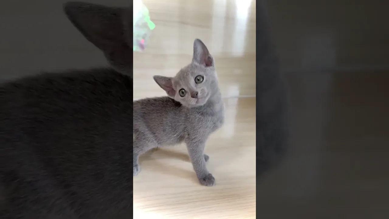 動画