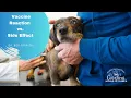 Is your pet having a vaccine reaction What should you do