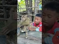 Download Lagu Great SokYaa,OG, ToTo Animals Are So Awesome #shorts