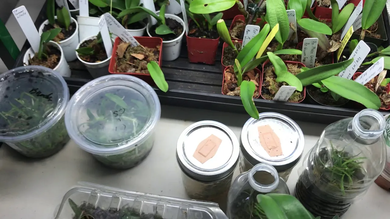ORCHID SEEDLINGS AFTER DEFLASKING
