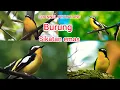 Suara burung sikatan emas/sulingan emas,suara mp3