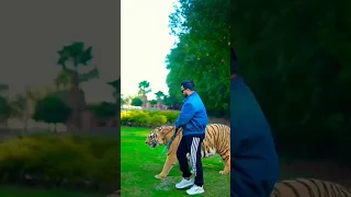 Https Www Facebook Com Share V 164iMaFirN Tiger Dance Lion Shirtd 