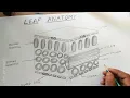How to draw leaf anatomy