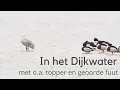 Download Lagu Vogels kijken in het Dijkwater met o.a. topper en geoorde fuut #1460