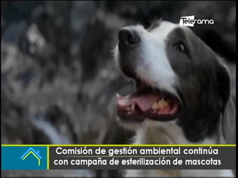 Comisión de gestión ambiental continúa con campaña de esterilización de mascotas