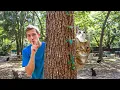 I Visited an Island Full of Cats