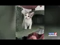 Kitten stolen from local adoption center