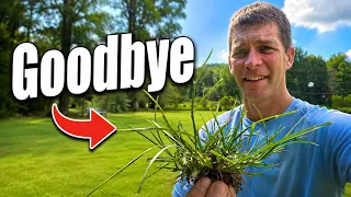 weed control challenge in the lawn goosegrass