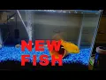 Buying NEW Aquarium Fish Gold Wolf Fish And More