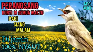 Download PERANGSANG BUNYI BURUNG TRUCUKAN PALING AMPUH UNTUK PAGI SIANG MALAM TRUCUKAN MANAPUN DI JAMIN NYAUT MP3