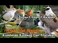 Download Lagu SUARA PIKAT PRENJAK RIBUT MENJERIT. KOMBINASI KUTILANG DAN TRUCUKAN. SUDAH JELAS AMPUH..
