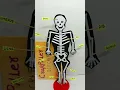 skeleton model - shorts science project