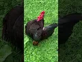 Download Lagu How a Small Rooster Crowing Sounds | Suara Ayam Kate Berkokok #Shorts