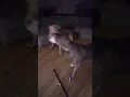 Download Lagu #dogshorts #dogcomedy #latenight #nighttime #explorepage #pitbull #dogfunnyvideos #foruoupage #fyppp