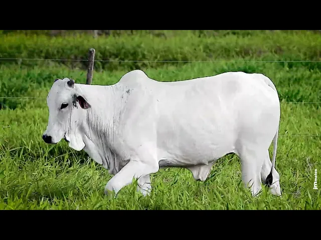 Novilha Nelore FBRA - 222