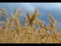 Download Lagu Récitation : sourat Al-Ma'idah par abdoullah al matrood