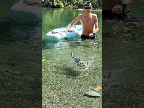 Tiny Cat Loves Swimming Just As Much As Exploring The World | The Dodo