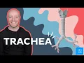 Anatomy function of the trachea Kenhub