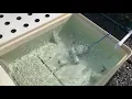 Lagu Sistema Acuapónico - Siembra de peces y camarones.  Tienda All Ponics