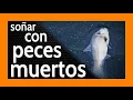 Sonar con Peces Muertos MALAS PROYECCIONES