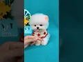 Download Lagu So cute pomeranian puppy😍#animals #baby #shorts #viraltiktok #tiktok #dogs #cuteanimals #cutedog